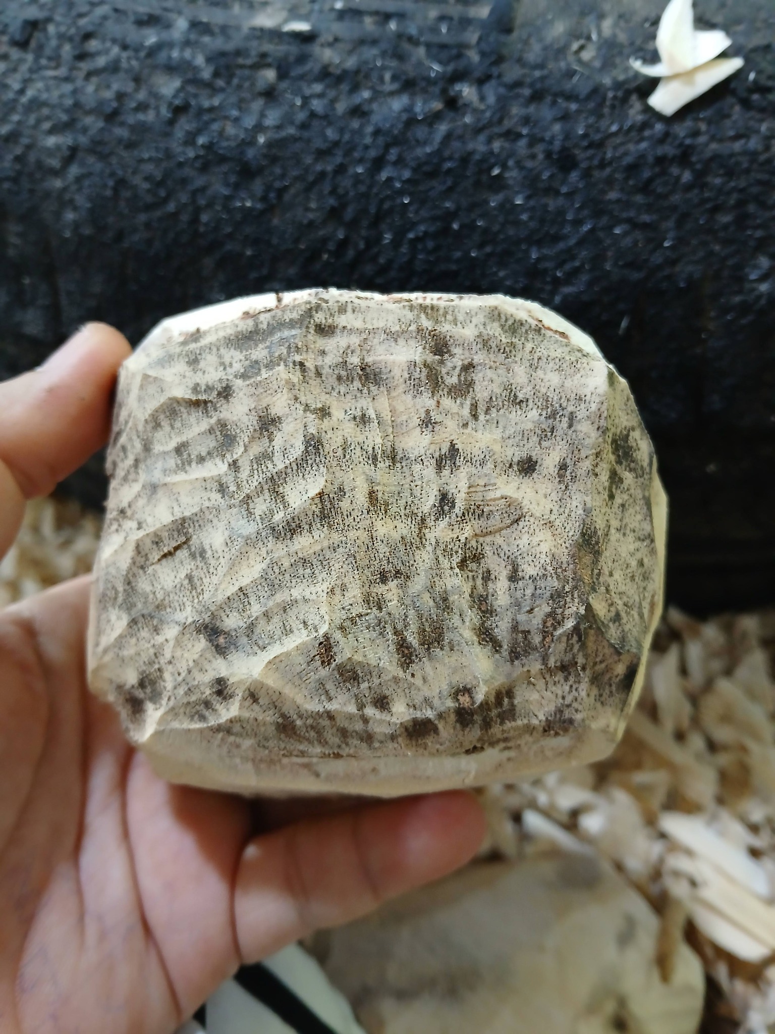 Nguyên liệu trầm hương — gỗ trầm Huế