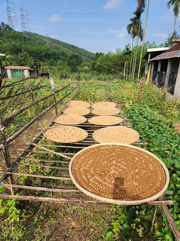 Phơi viên nụ trầm tự nhiên
